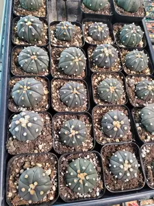 RARE PURPLE ASTROPHYTUM ASTERIAS ALERT! 2-2.5" Seller's Choice, Set of 1