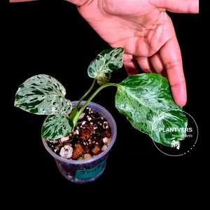 Rare Monstera Bulbasaur Variegated Plant - Mint Variegation - Exact Plant (June-4-03)