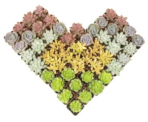 Bulk Succulent 50-pack: Colorful, Cute & Carefree Plants – Wedding, Celebration, DIY Succulents - (2" Pots) - Easy & Unique Varieties