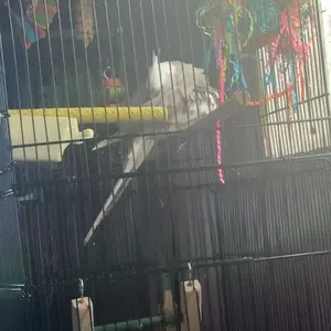 1pc Tiger Peacock Parrot Grinding Claw Chew Stick, Sanding Perch Rod Stand Holder, Bird Cage Accessories for Pet Birds