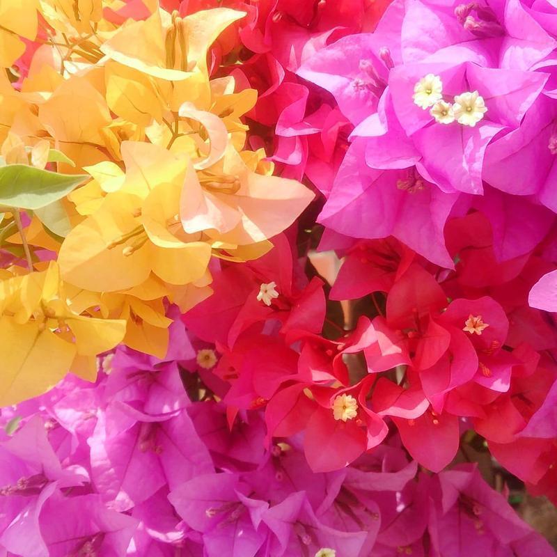 200PCS Multicolor Bougainvillea Seeds, Tropical Blooming Vine for Backyard Trellis, Fence Decor and Privacy Screen Planting, Seeds Only Not Live Plants