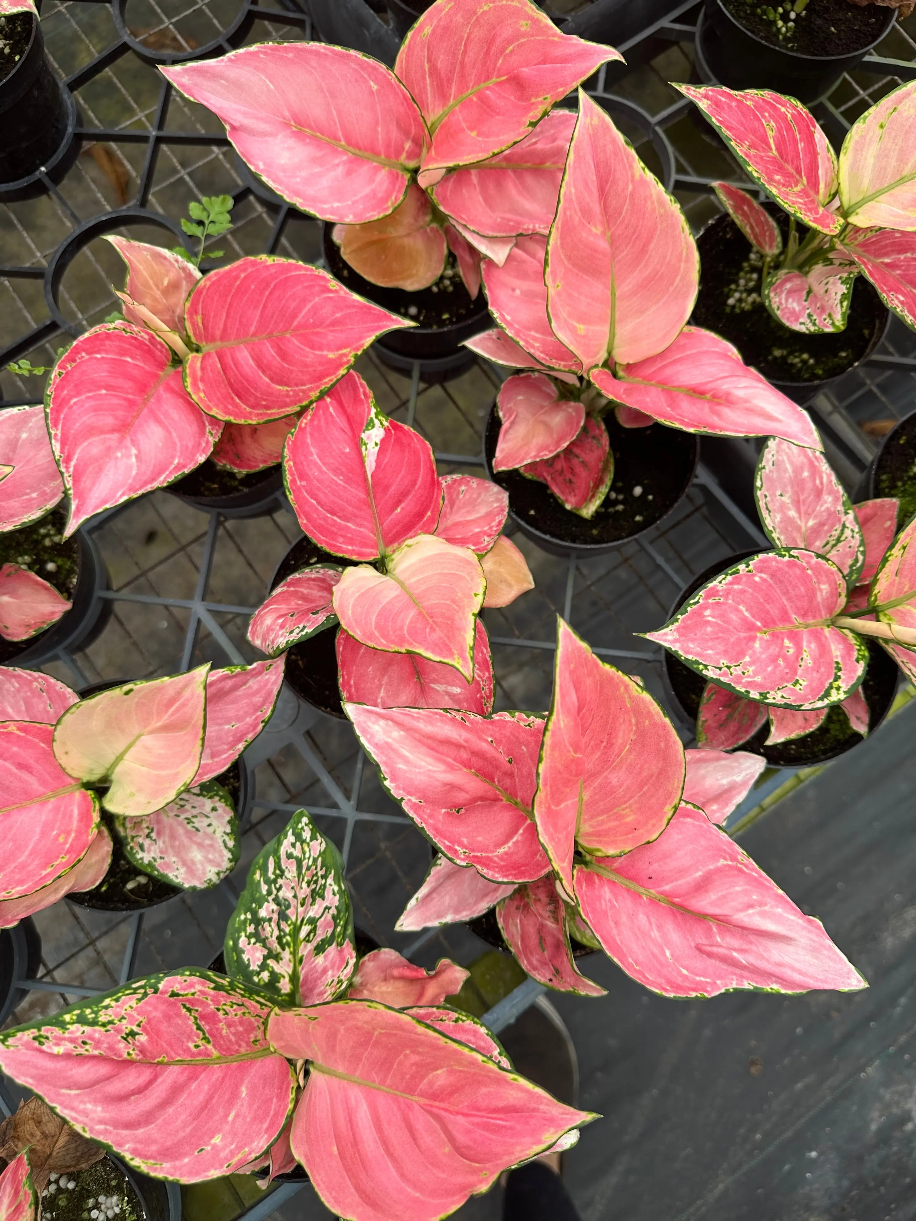 Aglaonema red diamond - 4” pot