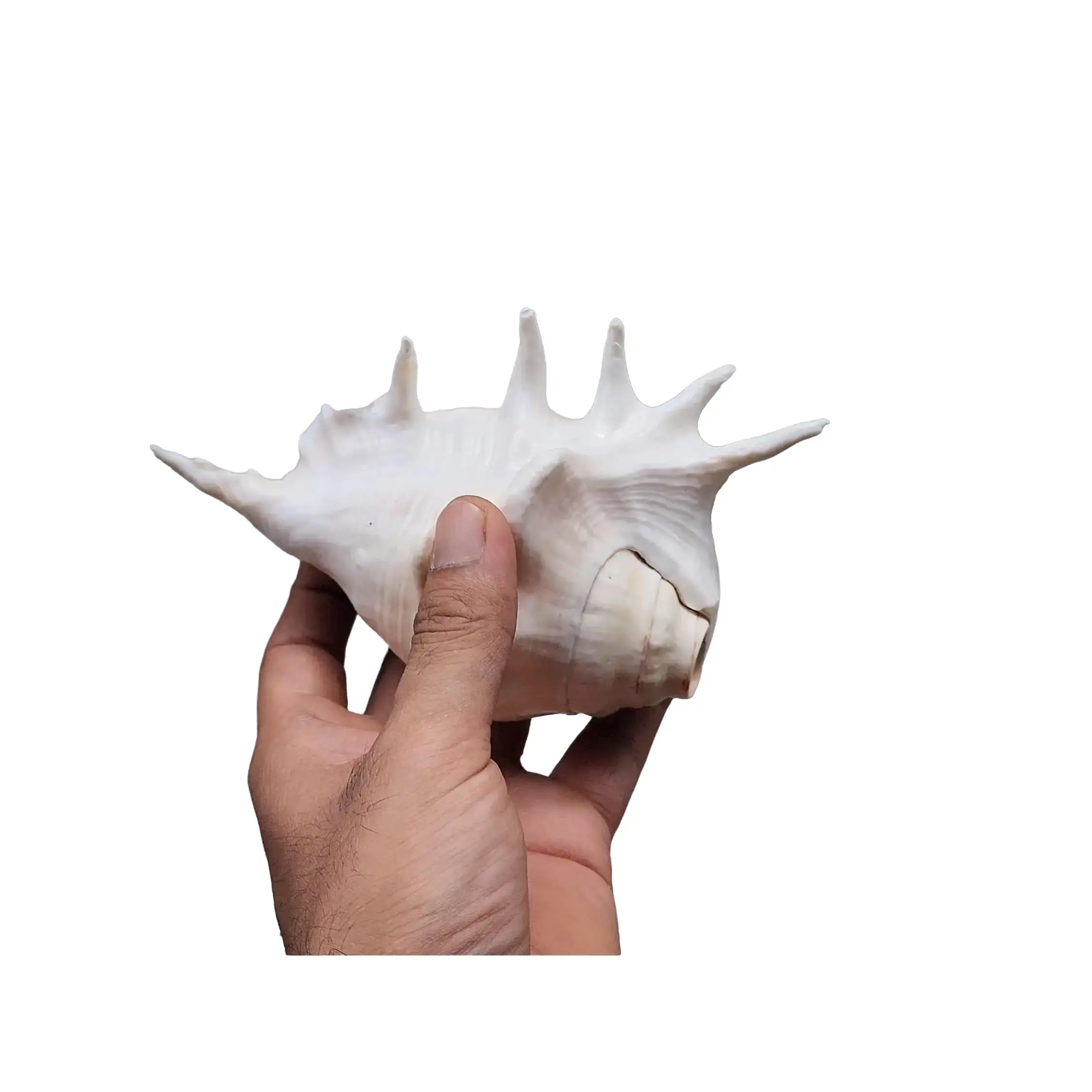 Angel Aura Healing Shankha – Natural Conch Shell For Spiritual And Mental Healing