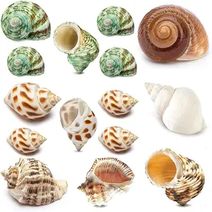 15PCS Hermit Crab Shells Include Small & Medium and Large (6 Types) Natural Seashells, for Hermit Crab Supplies and Replacement Sea Shells