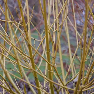 Arctic Fire® Yellow Dogwood