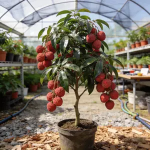 Heirloom Non-GMO ‌Lychee sapling for Potted Plants Greenhouses & Outdoor Gardens Easy to Cultivate Fruit saplings Ideal for Gardening Enthusiasts