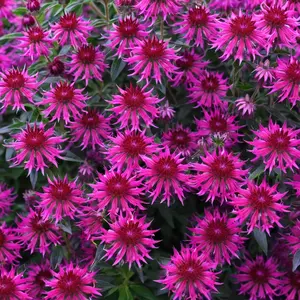 100 Flamingo Bee Balm Seeds - Flower Seed Pack, Native Wildflower, Pollinator Garden Seeds, Perennial Flower for Hummingbirds, Easy to Grow in Sun and Shade, Ideal for Cottage Garden Blooms