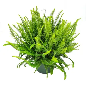 12" Kimberly Queen Fern Hanging Basket | Live Fern Plant | Tropical Plants of Florida
