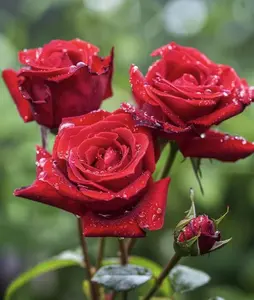 200 Seeds of Romantic Roses: Illuminate Every Special Moment, Gift to a Loved One
