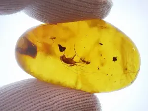 $150 piece of Amber