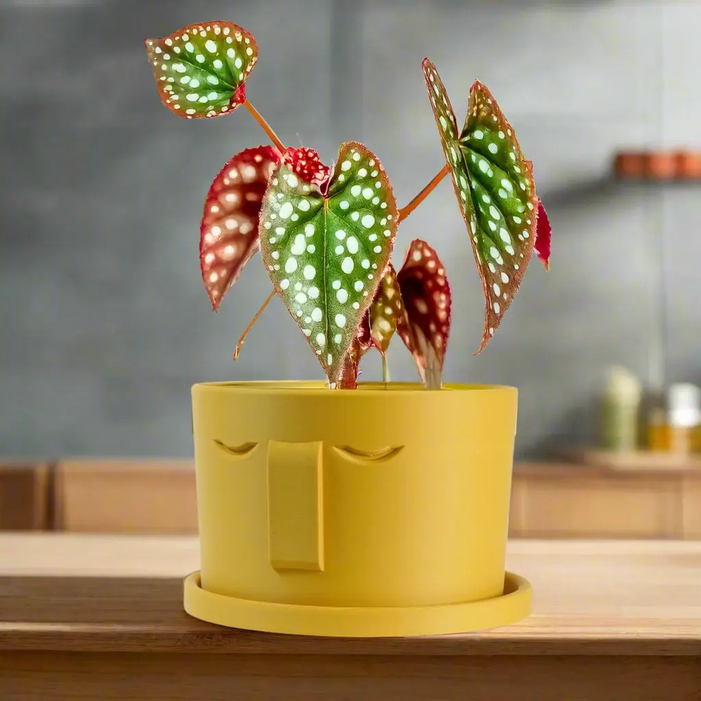 Stonehenge Face Planter, Plant Pot with Drainage and Drip Trays, Multiple Sizes and Colors