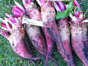 Mammoth Red Mangel Beet Seeds