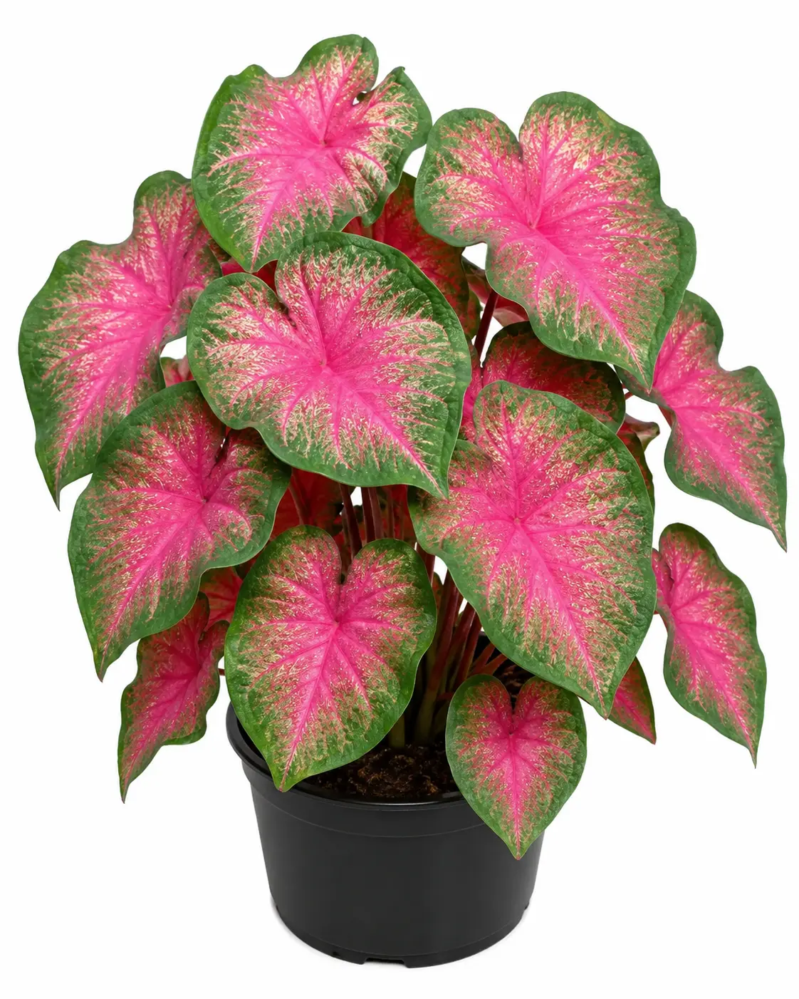 6 Classic Pink Caladium Bulbs – Fancy Pink & Green Tropical Foliage – Shade Loving Elephant Ear Style Garden Bulbs – Easy-to-Grow Summer Perennial