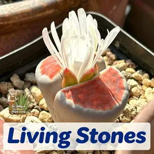 Succulent plant set of 12 large living stones, super large shape drought resistance and low water demand, very suitable for home window sills and desktop ecological boxes green layout
