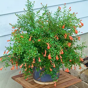 Punica Granatum Dwarf Red pomegranate 2-3 ft tall live plant - shipped from sunny Florida - can be used for bonzai