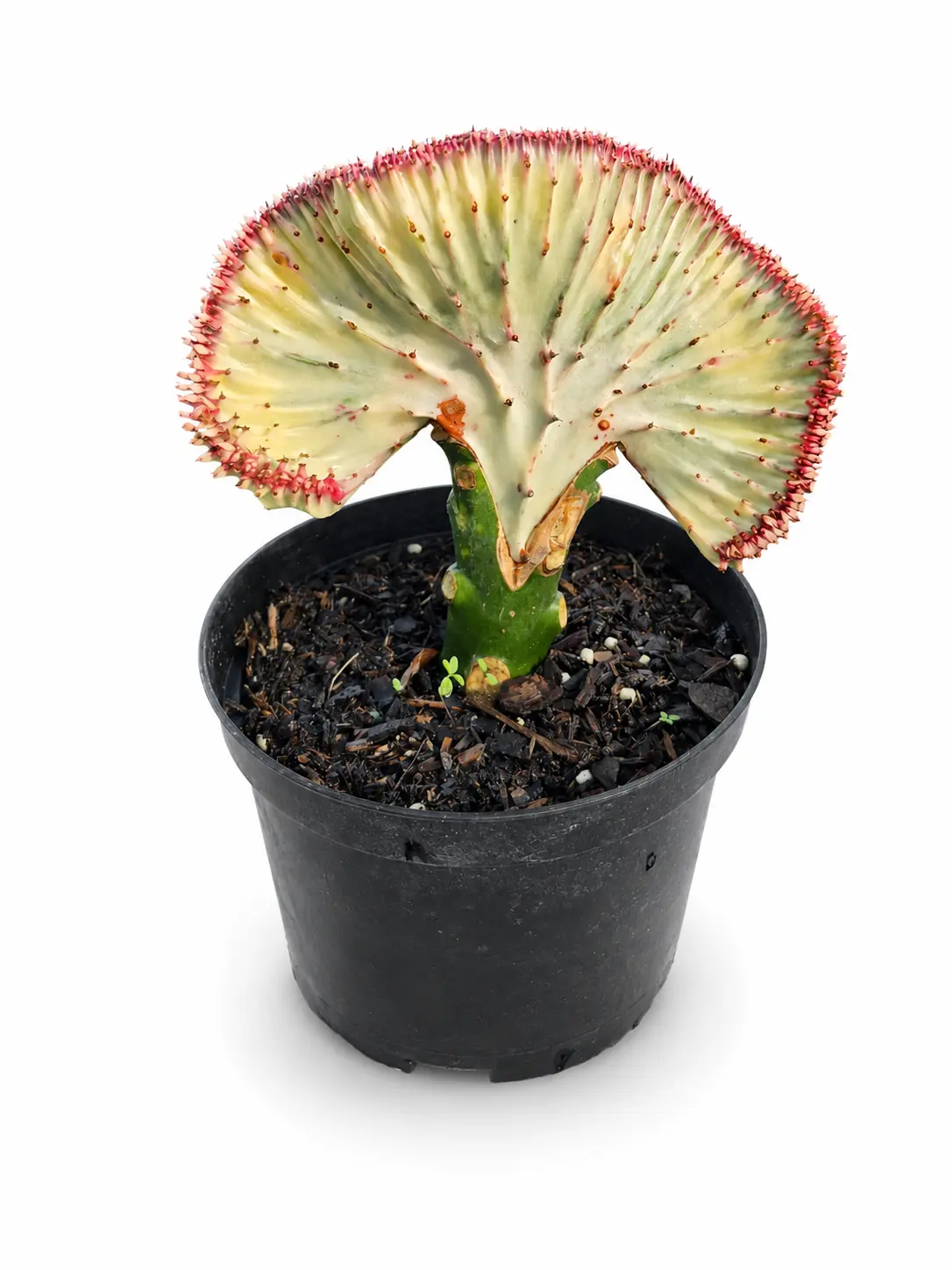 Coral Cactus, Live Succulent Plant, Drought Tolerant