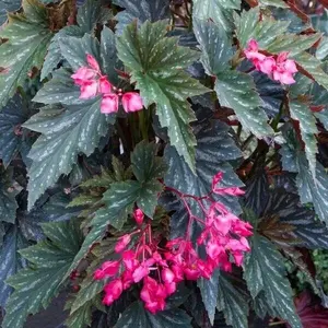 Live   Angel Wing/cane Lana Begonia Rooted