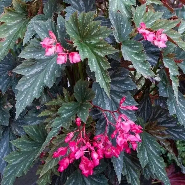 Live   Angel Wing/cane Lana Begonia Rooted