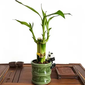 Live Lucky Bamboo Plants With Ceramic Basin Straight Bamboo Stems - Bundles of 3-4 Stalks Indoor Lucky Bamboos