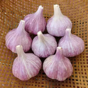 4 Red Russian Garlic Bulbs for Planting Heirloom Hardneck Garlic Tubers - Ideal for Growing Garlic Plants