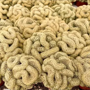 Brain Cactus | Mammillaria Cristata Brain Cactus | Crested Succulent | Live Plant