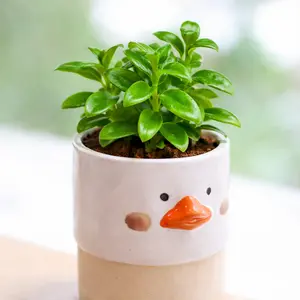 Nematanthus gregarius - Goldfish Plant