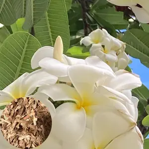Green River 10 White Yellow Plumeria Seeds- Perennial Flower Seeds, Fragrant Blooms for Garden or Pots, Premium Tropical Plant Seeds, Ideal for Full Sun or Indoor Containers
