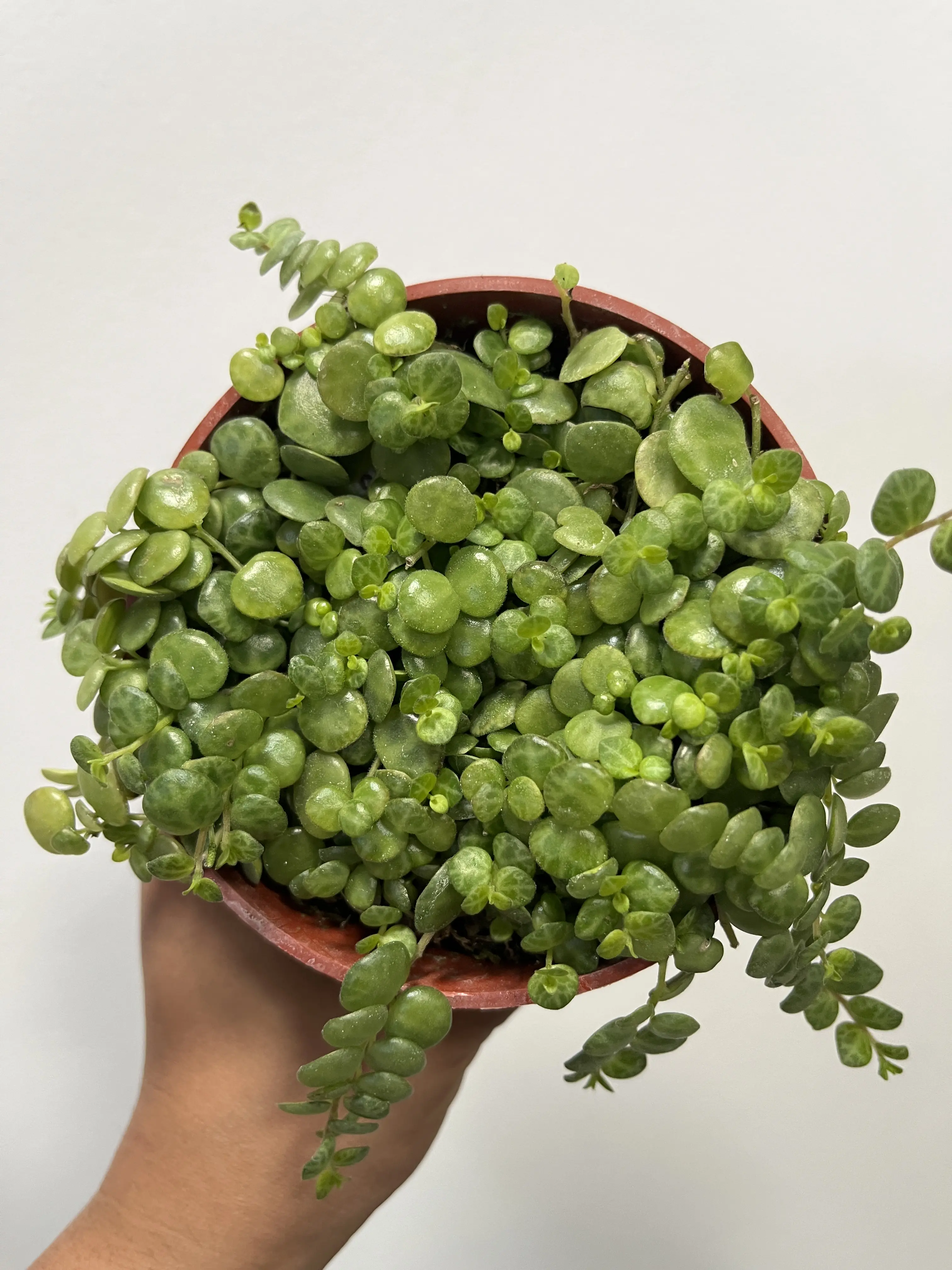 FULL String of Turtles | Peperomia Prostrata | String of Turtles Plant | Turtle Peperomia | Nontoxic Plant | Pet Safe Houseplant |- 4" Pot