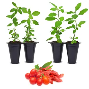 Goji Berry "Wolfberry" Set of 4 Starter Plants
