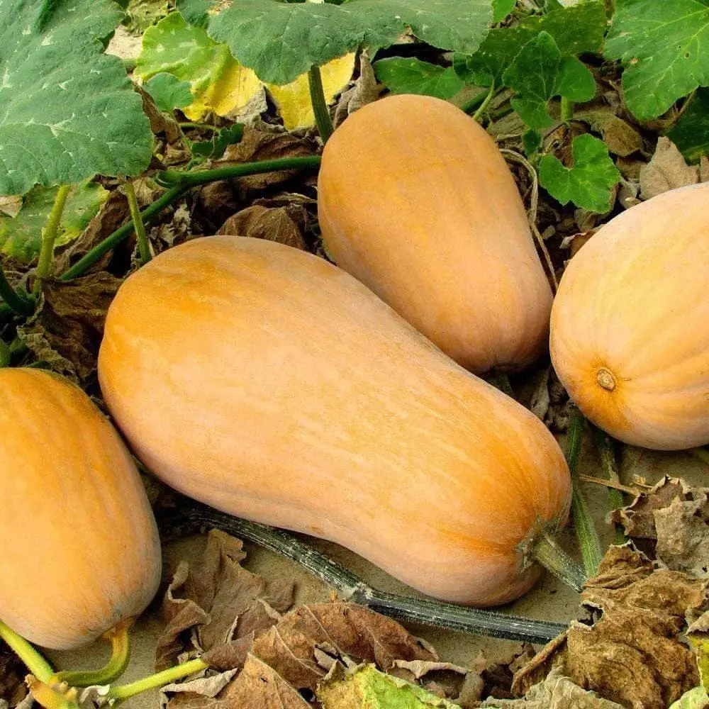 TomorrowSeeds - Waltham Butternut Squash Seeds -  AAS Winner Gramma Spaghetti Acorn Pumpkin Winter Fall Garden Vegetable Seed For 2024 Season