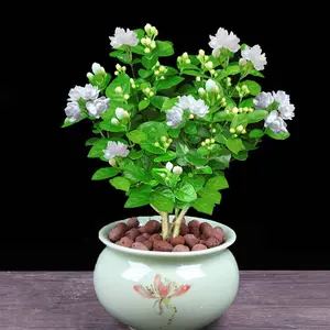 100pcs Jasmine Seeds Easy-to-Grow Heat-Tolerant Ornamental Air Perfume Seeds for Gardening and Decoration Ideal for Indoor and Outdoor Use