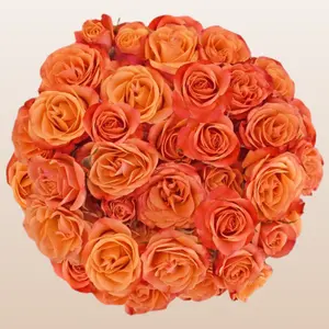 Spray Roses Orange 12 Bunches 10 Stems 40cm 3-4 Blooms Per Stem for DIY Weddings & Home Floristry Fresh Premium imported from Ecuador