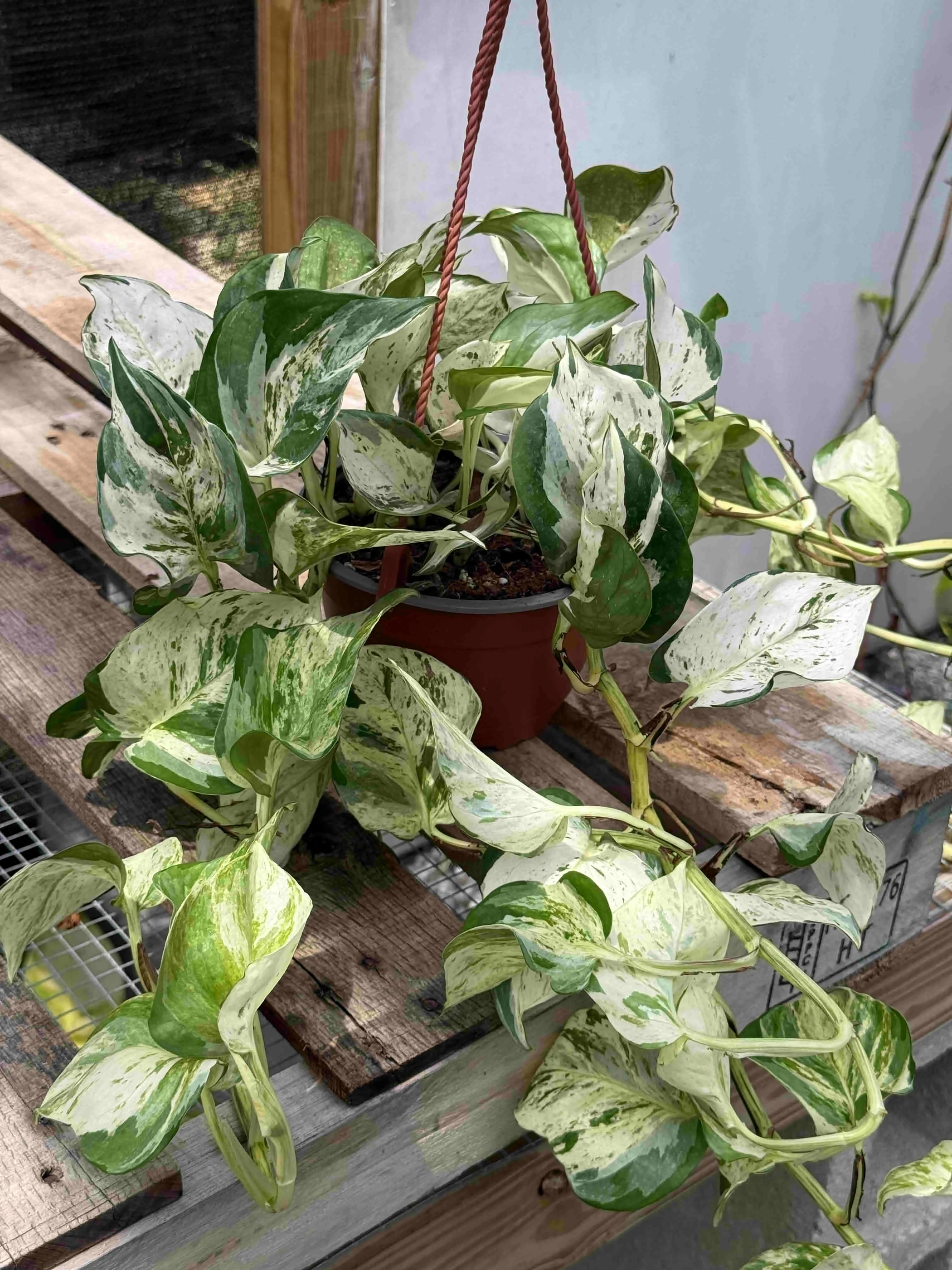 Pothos Ivory Knight Hanging Basket Potted Live Plant 6in - Epipremnum aureum Pothos Ivory Knight Hanging Basket Potted Live Plant 6in - Epipremnum aureum