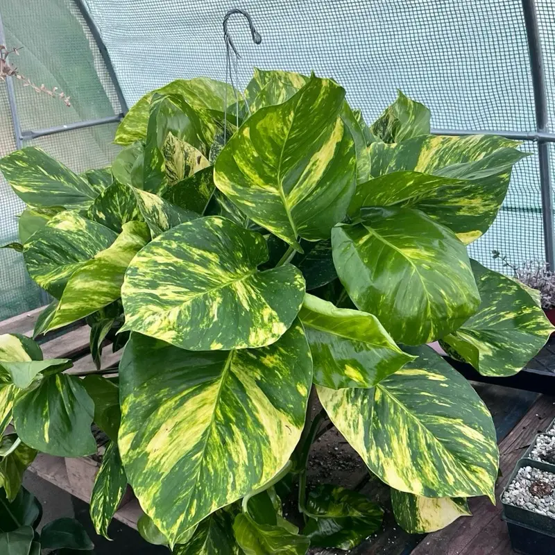Hawaiian Pothos | XL Tropical Trailing Plant | 10” Pot Lush, Oversized Leaves for Instant Jungle Vibes!