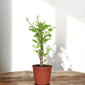 18-20 Inch Ruixue Apple Tree Live Indoor Plant-Late-Maturity Dwarf,For Indoors,Home,Patios,Gardens Decoration, Apple bonsai (Pot Not Included)