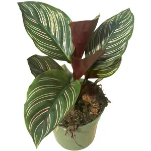 4" Calathea Ornata – Live Plant