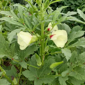 50 to 1000 Clemson Spineless Okra Seeds for Planting - Non-GMO Heirloom