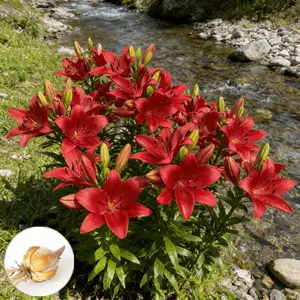 Fragrant red lily bulb - cut flower grade, suitable for homemade bouquets and flower arrangement decoration, sweet flower fragrance, gift, decorate the home