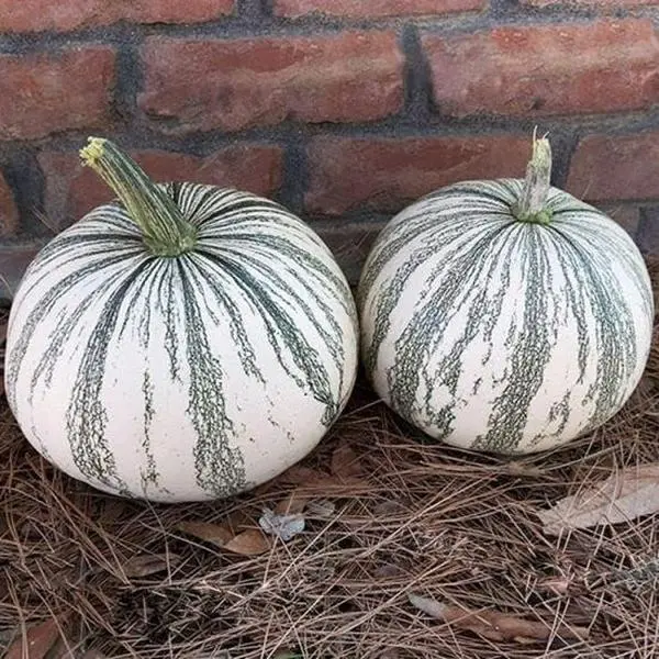 Silveredge Pumpkin Seeds for Planting (10 Seeds) Silveredge Pumpkin Seeds for Planting (10 Seeds)