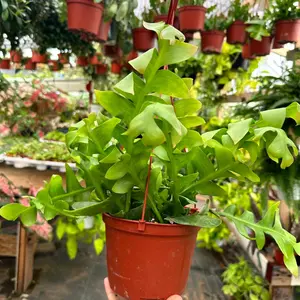 Shark tooth Cactus plant 6 in pot  succulent