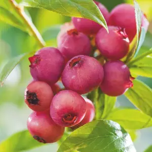Pink Lemonade Blueberry Tree Live for Planting, Blueberries Tree for The Patio and Garden 4 to 6 Inch Tall