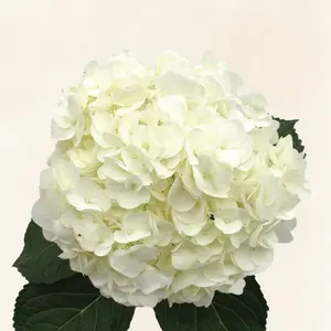 Hydrangeas White - Farm-Direct 6-6.5" Bloomed 60-65cm Stem 30 Stems Full Pack Year-Round Freshness Ideal for Any Occasion