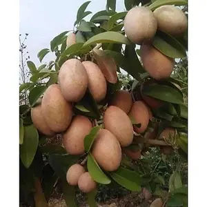 TIKAL SAPODILLA (Manilkara zapota). Grafted tree fruiting soon. Ship in 3Gal pot, fruit tree