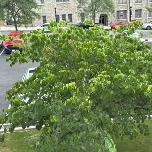 [ for Sale] 1 Piece Transparent Ziplock Bag for Wig Packing - Single Clear Plastic Bag for Wig Storage