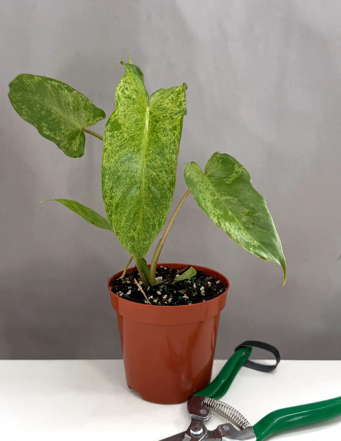 Philodendron Paraiso Verde - Potted Plant with Green Leaves, Ideal for Indoor Use