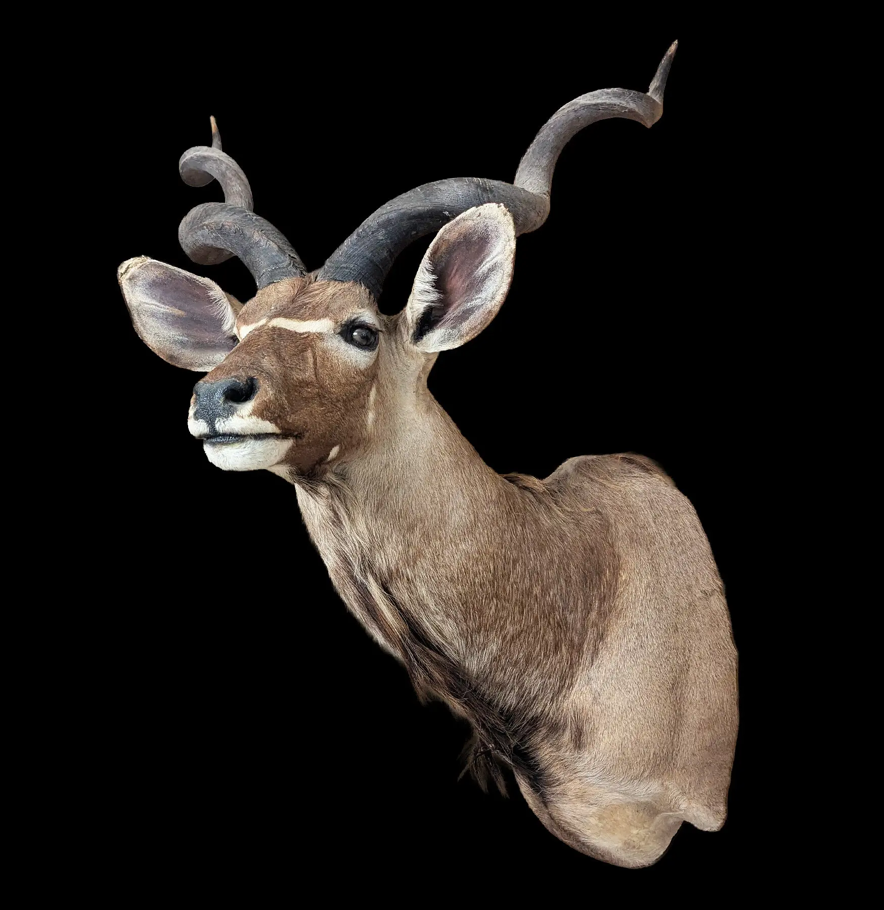 Kudu Taxidermy Shoulder Mount
