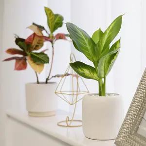 Dieffenbachia 'Tropic Snow'