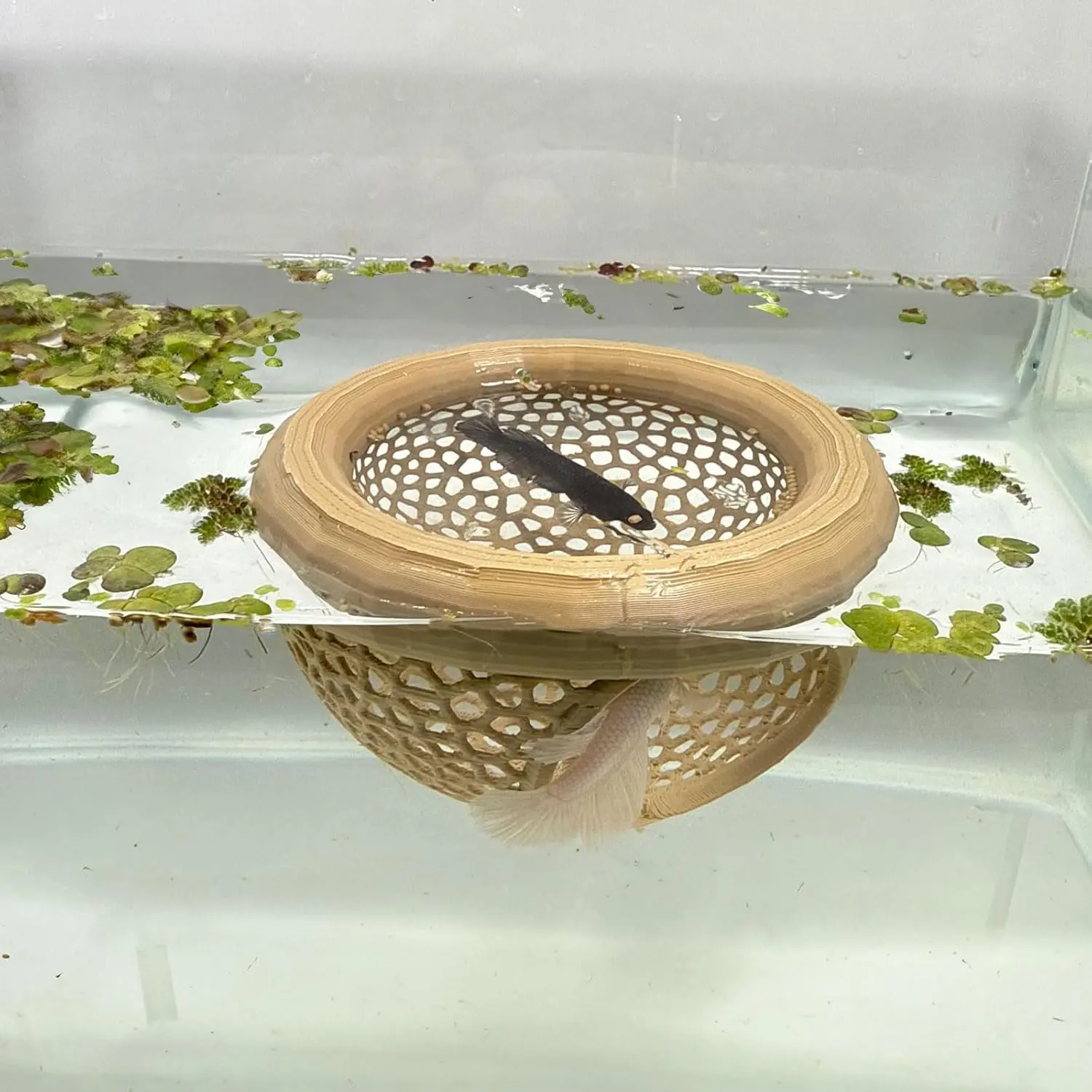 Aquarium Floating Betta Fish , Betta or Shrimp Feeder, Cave and Hammock, Small Fish Feeding Rings, Aquarium Hiding Feeding Decorative Accessories ( Color)