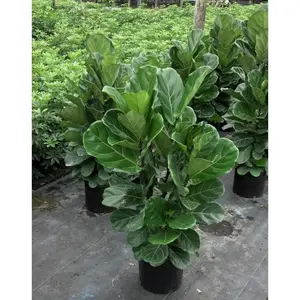 Fiddle Leaf Fig Bush - Live Plant in a 10 Inch Pot - Ficus Lyrata - Florist Quality Air Purifying Indoor Plant