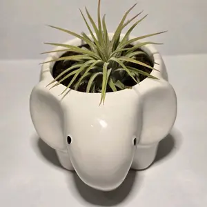 Small ceramic Elephant Planter with Moss & Air Plant